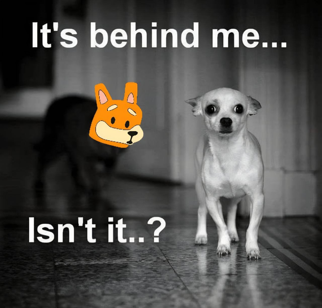 Meme 559 - MEME_559.JPG